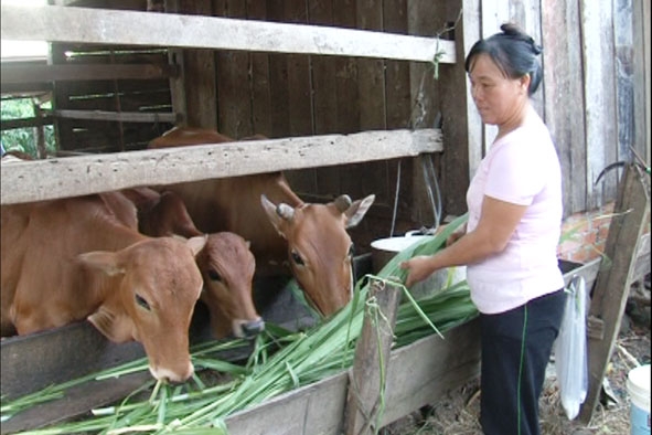 Chị Khấu Thị Hà (thôn 1, xã Cuôr Knia) chăm sóc đàn bò mua từ vốn vay Quỹ Hỗ trợ nông dân.