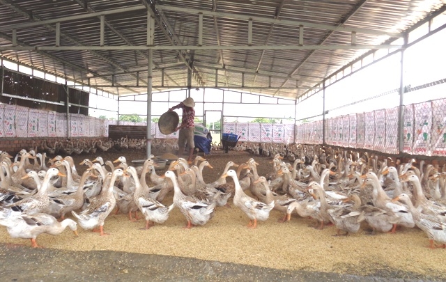 Khu chăn nuôi vịt sinh sản ứng dụng đệm lót sinh học trong trang trại của anh Bùi Văn Bảo.
