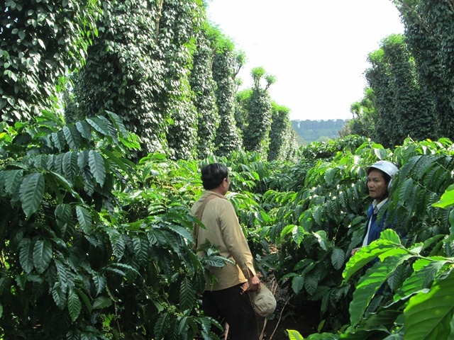 Một vườn cà phê sản xuất theo hướng bền vững tại huyện Krông Năng