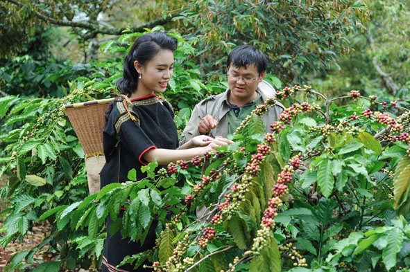 Đại sứ Truyền thông Lễ hội Cà phê Buôn Ma Thuột lần thứ 6 Phùng Bảo Ngọc Vân tham quan, trải nghiệm hoạt động sản xuất cà phê.  