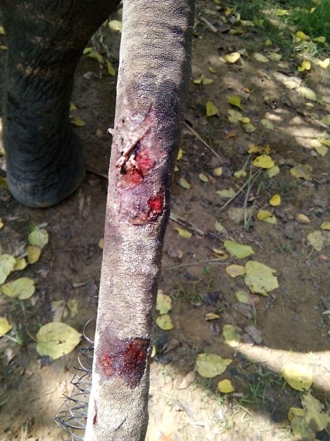 Một cá thể voi nhà bị thương ở đuôi do voi rừng tấn công. Ảnh: V. Thịnh