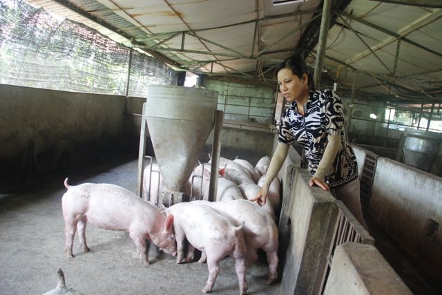 Chăn nuôi heo mang lại thu nhập đáng kể cho gia đình chị Hương.