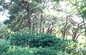 Diện tích rừng thông tại phường Bình Tân bị người dân lấn chiếm trồng cà phê. Ảnh minh họa