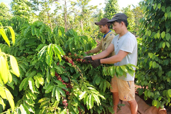 Vườn cà phê tái canh mới cho thu hoạch tại xã Ea Knuếc, huyện Krông Pắc.   Ảnh: M. Thông