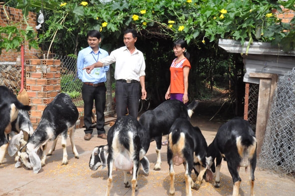 Cán bộ Phòng giao dịch NHCSXH huyện Cư Kuin thăm một gia đình vay vốn phát triển chăn nuôi trên địa bàn. 