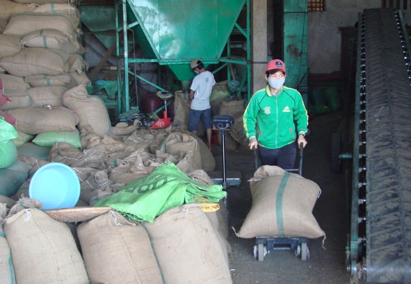 Một  doanh nghiệp kinh doanh  cà phê  tại huyện  Cư Kuin. 