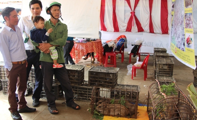 Người dân tìm hiểu về giống heo lai bên thềm Diễn đàn Khuyến nông @ nông nghiệp được tổ chức tại huyện Ea Kar