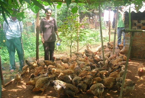 Mô hình  nuôi gà  thả vườn cho hộ nghèo ở huyện Ea Kar.