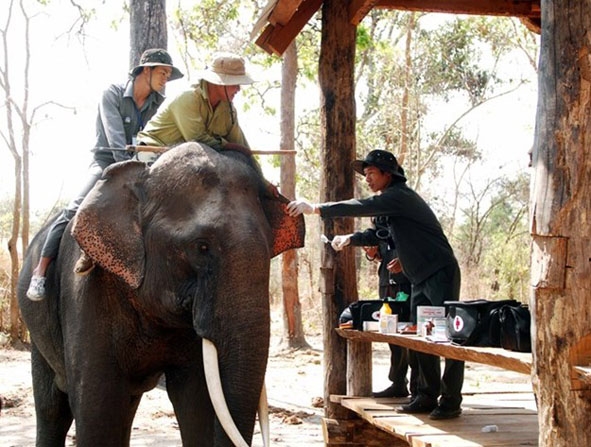 Các bác sĩ thú y của Trung tâm Bảo tồn voi chăm sóc một con voi nhà bị thương.  Ảnh do Trung tâm Bảo tồn voi cung cấp