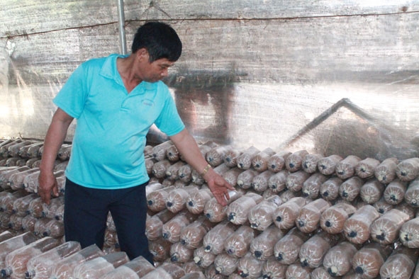 Túi nilon được sử dụng trong sản xuất nấm trên địa bàn huyện Krông Ana. 