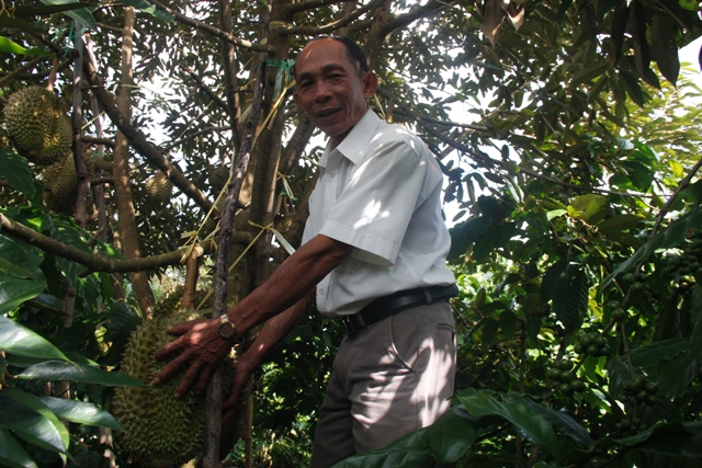 Ông Nguyễn Đông giới thiệu về cây sầu riêng DONA cho năng suất cao. 