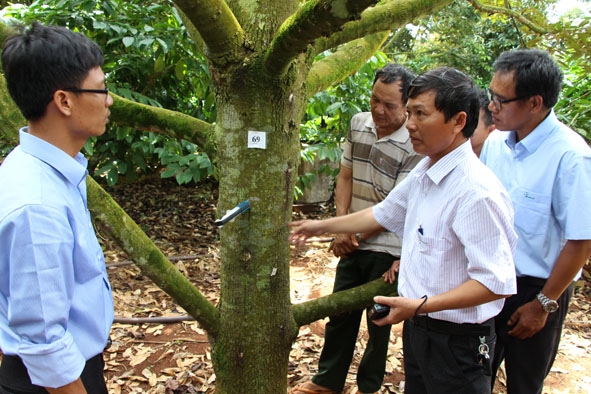 Cán bộ kỹ thuật Công ty Cổ phần phát triển công nghệ sinh học Dona-Techno hướng dẫn nông dân tiêm thuốc trị bệnh cho sầu riêng. 