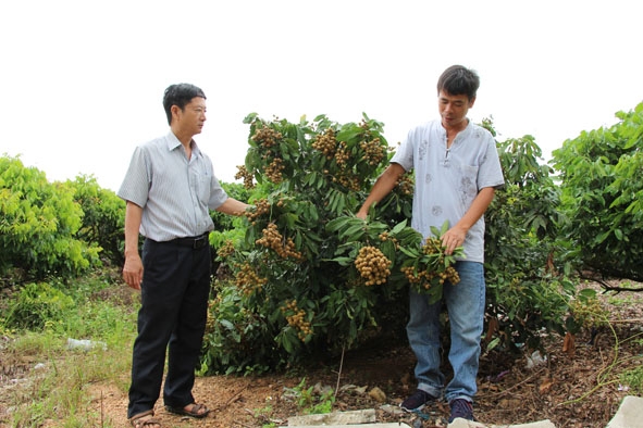 Mô hình trồng nhãn theo hướng nông nghiệp công nghệ  cao  tại xã Ea Pil. 