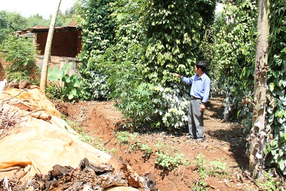 Vườn tiêu nhà anh Phạm Tiến Chương (thôn 4, xã Ea Bhốk) đã được đào mương thoát nước sau sự cố ngập úng. 