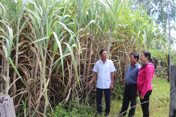 Đại diện Hội Nông dân các cấp huyện Ea Súp tham quan vườn mía của gia đình ông Trần Bình Trọng (bên trái). 