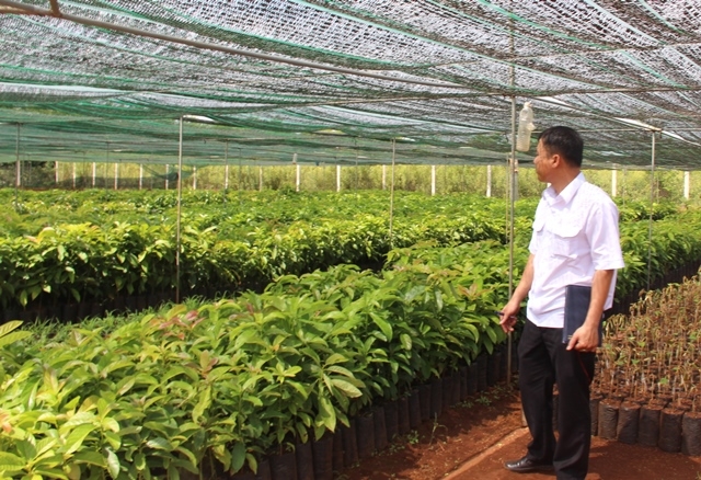 Cán bộ Chi cục Trồng trọt và Bảo vệ thực vật kiểm tra thực địa tại một vườn ươm cây giống ở xã Hòa Thắng, TP. Buôn Ma Thuột