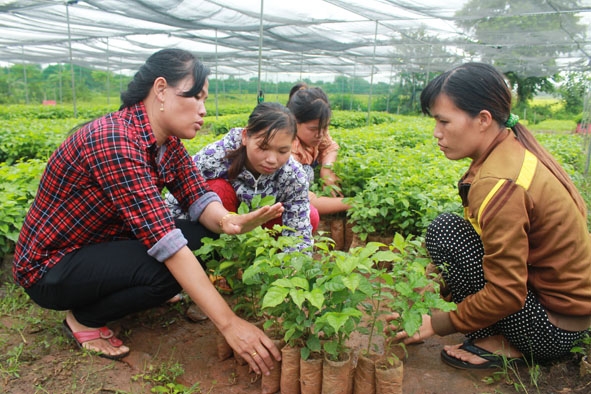 Chị Lê Thị Nhuệ  (bìa trái) nông dân sản xuất giỏi ở thôn 3, xã Ea Kmút (huyện Ea Kar) truyền đạt kinh nghiệm ươm, chăm sóc cây giống cho lao động địa phương.  Ảnh: N. Xuân