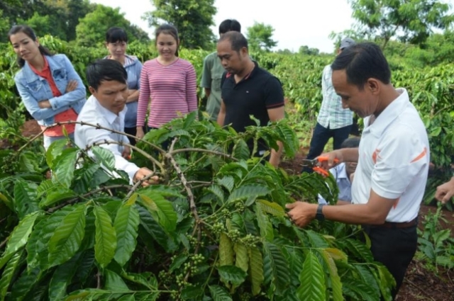 Cán bộ Khuyến nông hướng dẫn nông dân chăm sóc cà phê