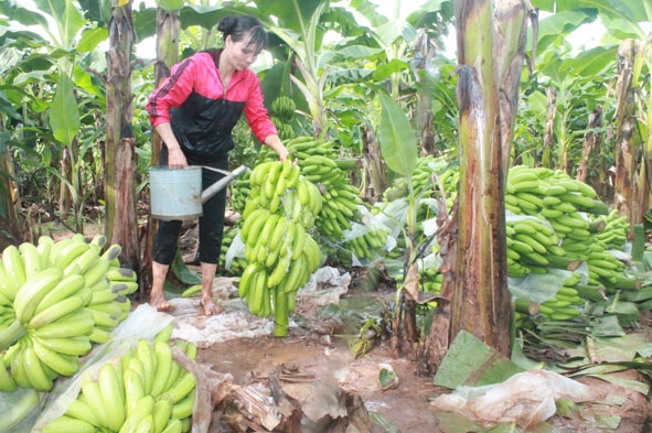 Vườn chuối của gia đình chị Nguyễn Thị Hoài đang cho thu hoạch.