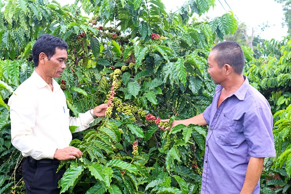Cán bộ Trạm Khuyến nông huyện Ea H'leo hướng dẫn người dân phương pháp làm cành dự trữ cho cây cà phê.