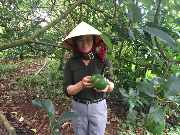 Chị Nguyễn Thị Thu bên vườn bơ Booth của gia đình.  