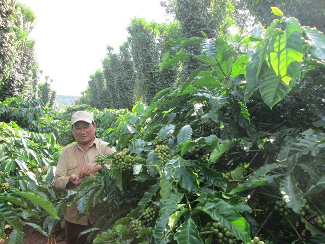 Một vườn cà phê đạt tiêu chuẩn 4C ở huyện Krông Năng