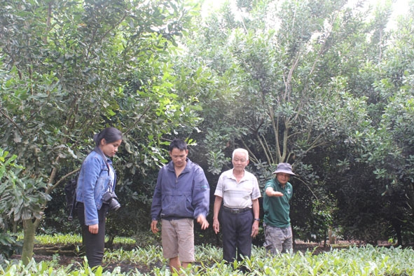 Vườn mắc ca của gia đình ông Đinh Minh Đại tại thôn Giang Minh, xã Ea Puk, huyện Krông Năng.