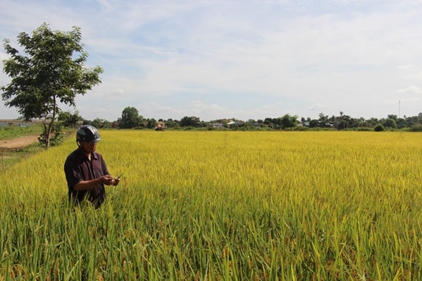 Giống lúa OM4900 thích nghi tốt trên cánh đồng Buôn Trấp, huyện Krông Ana.