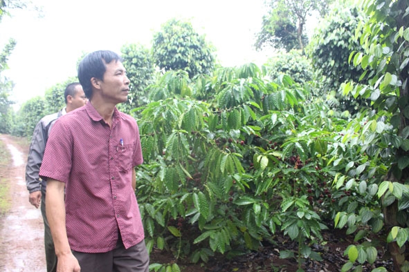Vườn cà phê trồng xen hồ tiêu xanh tốt của một hộ nhận giao khoán với công ty.