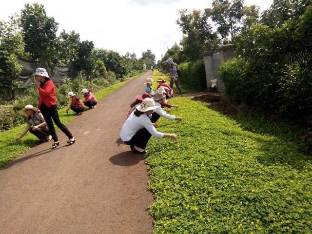 Chị em phụ nữ thôn 1, xã Tân Lập (huyện Krông Búk) đang chăm sóc đường hoa.