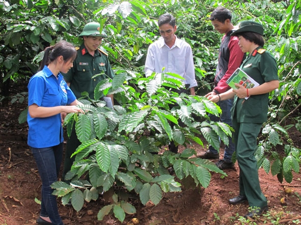 Cán bộ Khu KT – QP Cư M’gar hướng dẫn kỹ thuật chăm sóc cà phê cho  người dân  xã Cư Dliê M’nông, huyện Cư M’gar.   