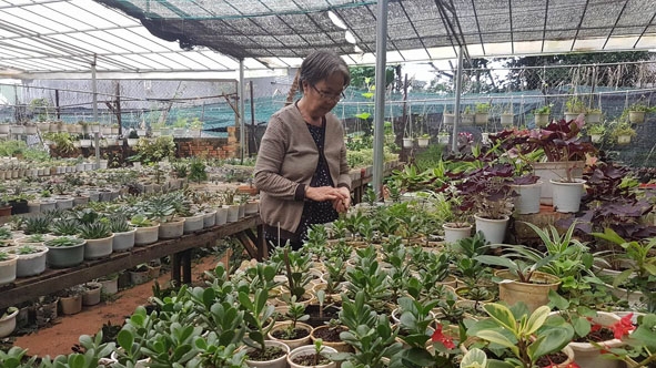  Bà Nguyễn Thị Ngọc Anh đang  tích cực  chăm sóc những chậu cây cảnh  để kịp  đưa ra  thị trường ngày Tết.    