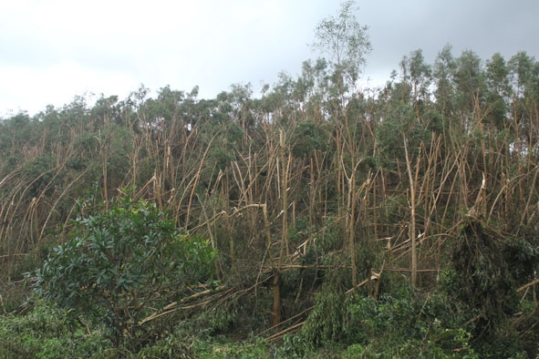 Những cánh rừng nguyên liệu tại xã Ea Trang xơ xác đang chờ thu hoạch.