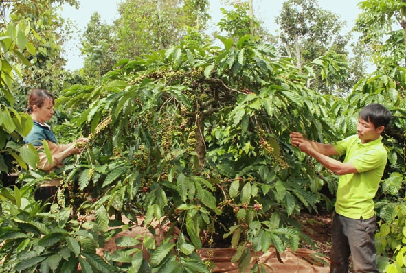 Gia đình anh Nguyễn Văn Hưng phải tự thu hái cà phê do chưa thuê được nhân công.    