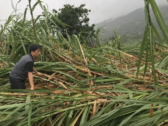 Một ruộng mía của người dân  ở thôn 1  (xã Ea Pil)  bị hư hại nặng do bão số 12.   Ảnh: T. Long