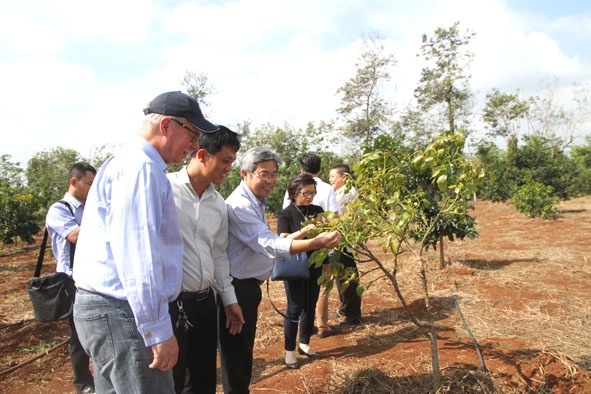 Chuyên gia Úc thăm vườn bơ Hass trồng thử nghiệm tại trang trại bơ Trịnh Mười. 
