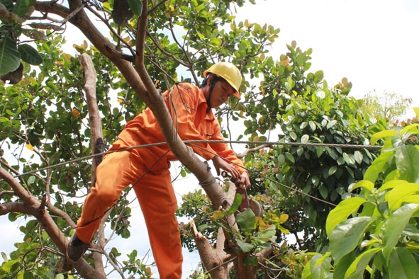 Công nhân Công ty Điện lực Đắk Lắk thay thế đường dây đi qua rẫy của người dân có nguy cơ gây mất an toàn lưới điện. 