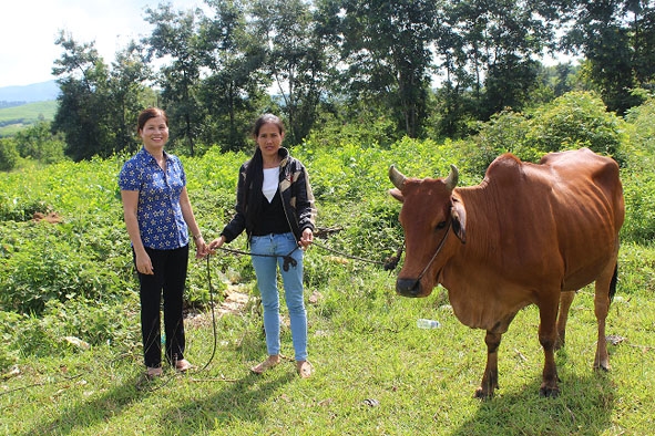 Hội Liên hiệp Phụ nữ huyện M'Đrắk tặng bò cho hội viên nghèo.  