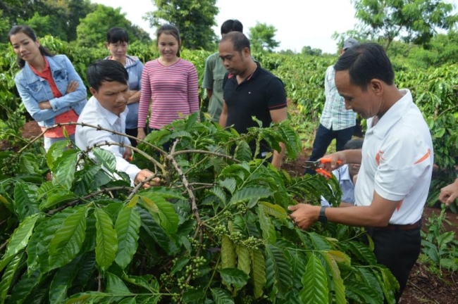 Học viên tham gia lớp tập huấn đầu bờ về mô hình sản xuất cà phê bền vững từ Chương trình Khuyến nông Quốc gia