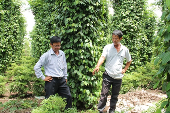 Vườn tiêu  canh tác  bền vững  ở xã Ea Bhốk, huyện Cư Kuin. 
