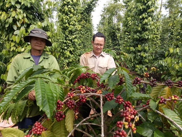 Anh Chíu Phi Hồng (bên phải) đang thu hoạch cà phê  của gia đình. 
