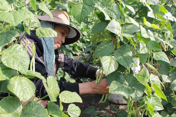 Gặp khó  khi chuyển đổi đất lúa  kém hiệu quả sang trồng ngô, một số nông dân  ở Cư Kuin  đã quyết định trồng rau.   