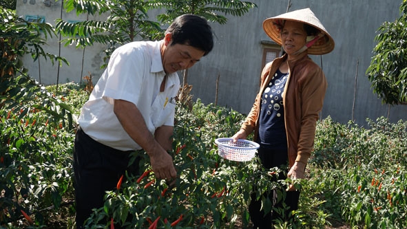 Ông Lê Ngọc Quyết, Chủ tịch Hội Nông dân xã Quảng Hiệp đến thăm mô hình trồng ớt chỉ thiên ở thôn Hiệp Thành.