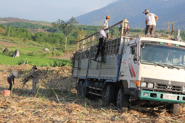 Người dân trên địa bàn huyện M’Đrắk thu hoạch mía.