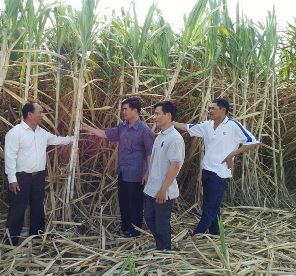 Mía chất lượng cao của HTX dịch vụ nông nghiệp Thăng Bình, huyện Krông Bông. 