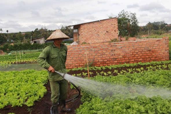 Người dân làng rau Tân Hòa chăm sóc rau cho kịp thu hoạch dịp giáp Tết Nguyên đán. 