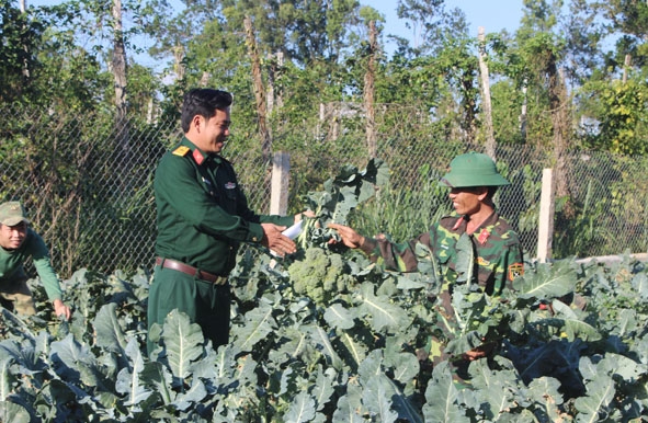 Thu hoạch rau tại vườn tăng gia tập trung của Trung đoàn 95. 