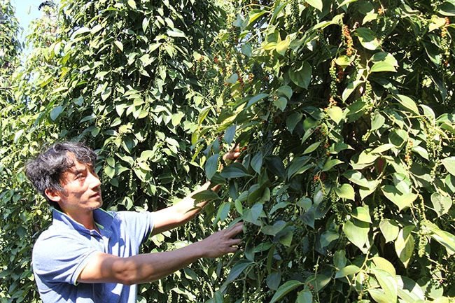 Vườn tiêu chuẩn bị thu hoạch của anh Nguyễn Thanh Minh tại thôn Tri C2, xã Đliê Yang, huyện Ea H’leo. 
