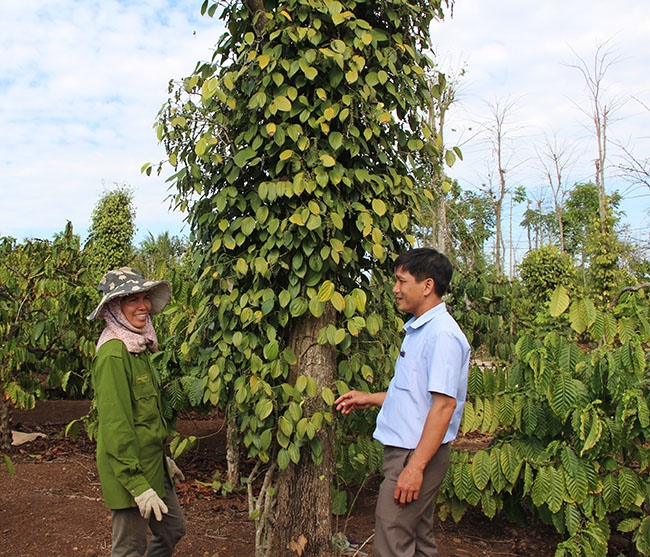 Mô hình trồng tiêu xen cà phê mang lại hiệu quả kinh tế cao ở xã Hòa Khánh.  