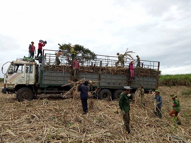 Nông dân huyện M'Đrắk vận chuyển mía thu hoạch lên xe. 
